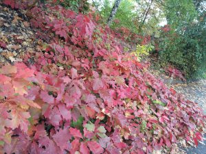 IMG_20151006_135746